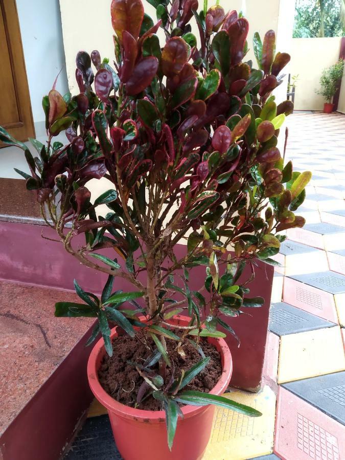 Di Casa Resort Calangute Dış mekan fotoğraf